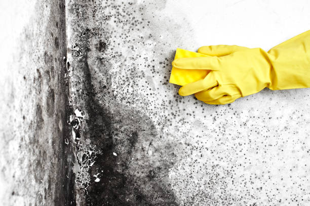 Best Localized Mold Remediation (e.g., coastal areas, humid climates) in El Cerro Mission, NM