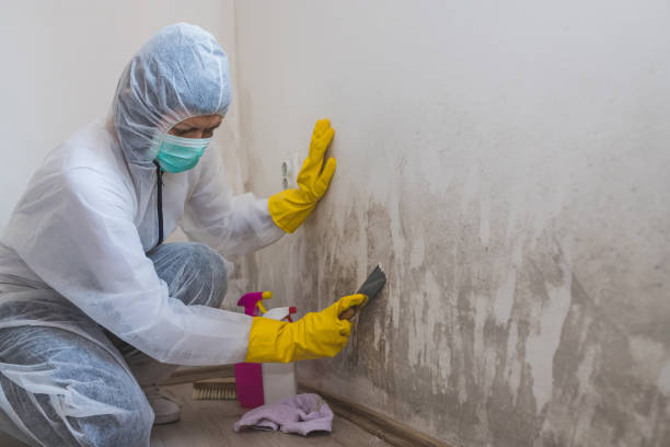Best Black Mold Remediation in El Cerro Mission, NM