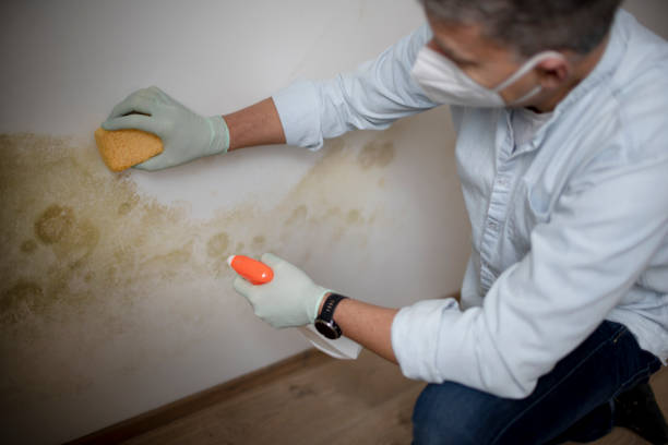 Best Post-Flood Mold Remediation in El Cerro Mission, NM