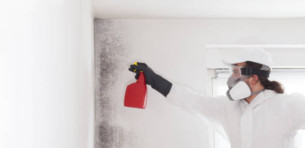 Trusted El Cerro Mission, NM Mold Remediation Experts