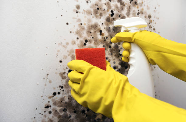 Best White Mold Remediation in El Cerro Mission, NM